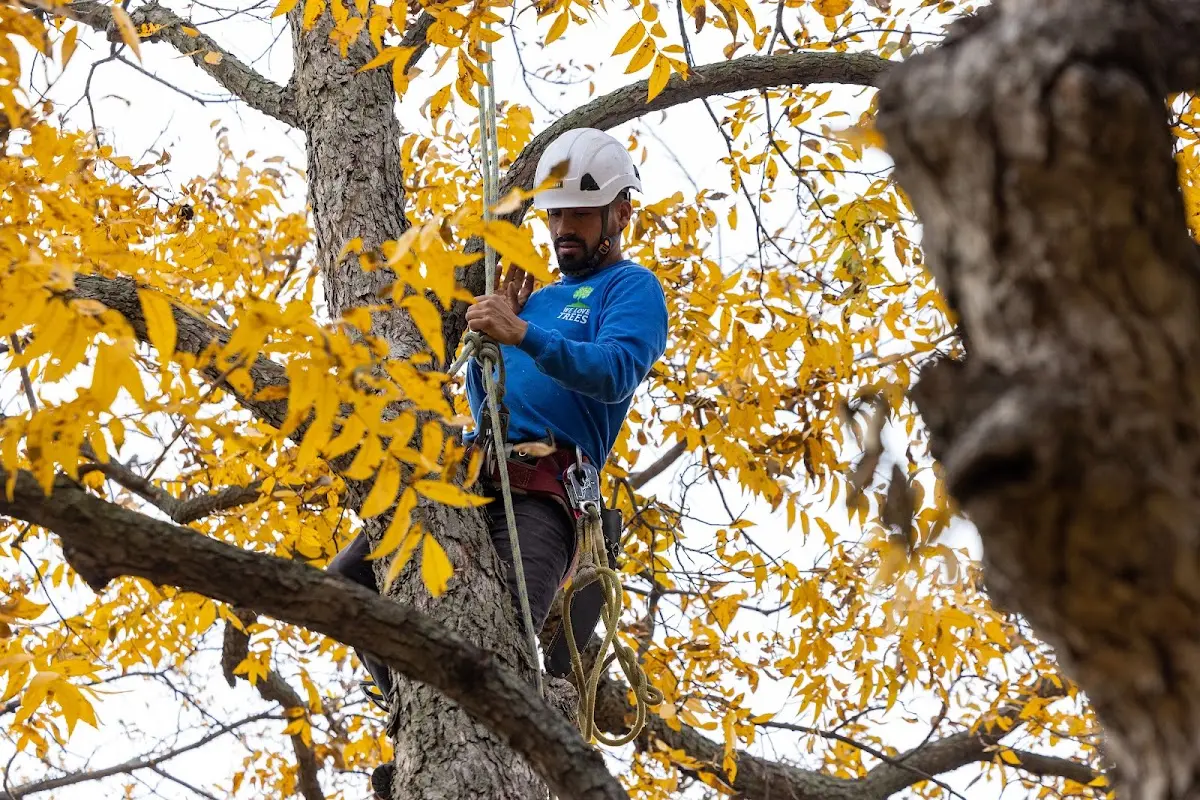Skilled Tree Transplanting crew working in Wheaton